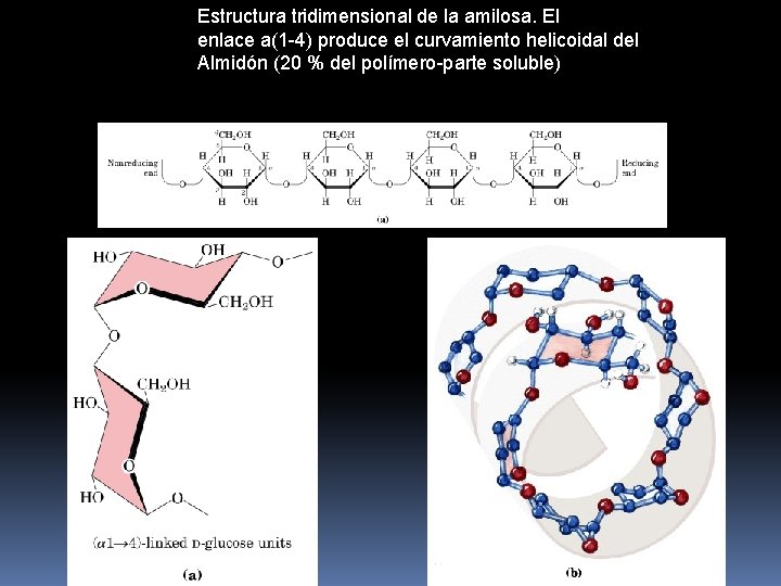 Estructura tridimensional de la amilosa. El enlace a(1 -4) produce el curvamiento helicoidal del