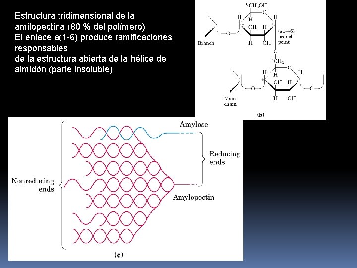 Estructura tridimensional de la amilopectina (80 % del polímero) El enlace a(1 -6) produce