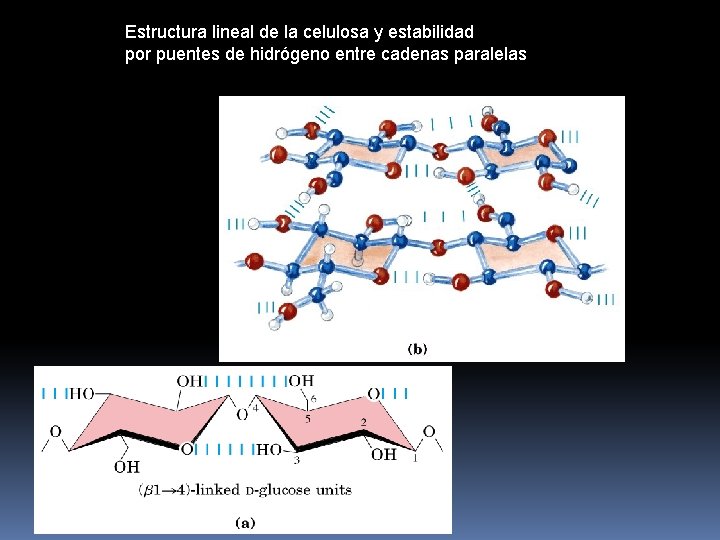 Estructura lineal de la celulosa y estabilidad por puentes de hidrógeno entre cadenas paralelas