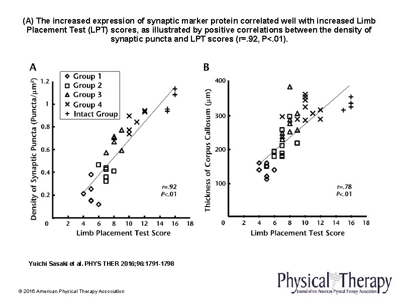 (A) The increased expression of synaptic marker protein correlated well with increased Limb Placement