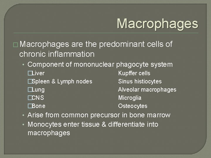 Macrophages � Macrophages are the predominant cells of chronic inflammation • Component of mononuclear Macrophages � Macrophages are the predominant cells of chronic inflammation • Component of mononuclear