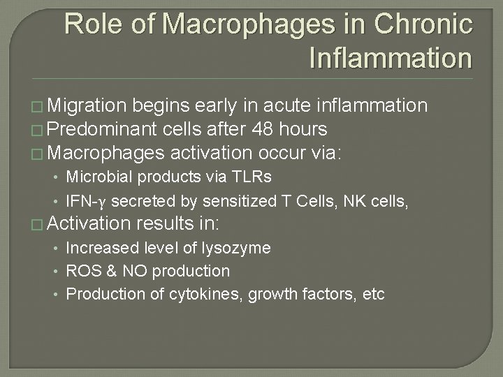Role of Macrophages in Chronic Inflammation � Migration begins early in acute inflammation � Role of Macrophages in Chronic Inflammation � Migration begins early in acute inflammation �