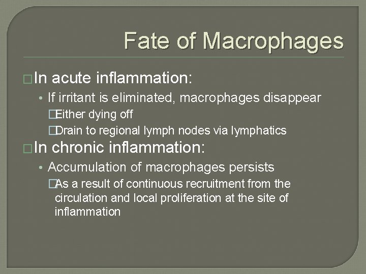 Fate of Macrophages �In acute inflammation: • If irritant is eliminated, macrophages disappear �Either Fate of Macrophages �In acute inflammation: • If irritant is eliminated, macrophages disappear �Either