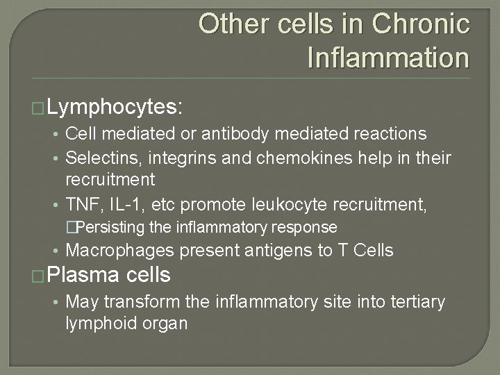 Other cells in Chronic Inflammation �Lymphocytes: • Cell mediated or antibody mediated reactions • Other cells in Chronic Inflammation �Lymphocytes: • Cell mediated or antibody mediated reactions •