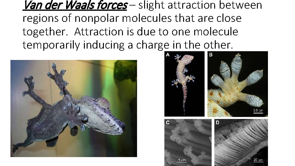 Van der Waals forces – slight attraction between regions of nonpolar molecules that are
