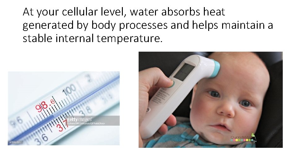 At your cellular level, water absorbs heat generated by body processes and helps maintain