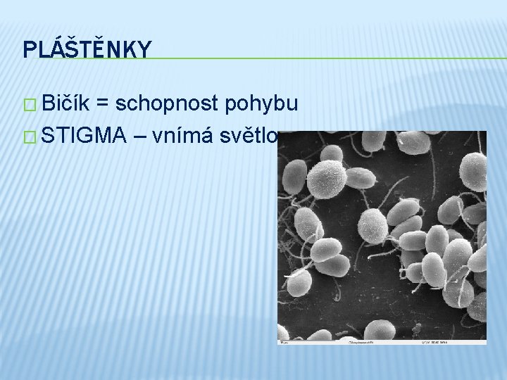 PLÁŠTĚNKY � Bičík = schopnost pohybu � STIGMA – vnímá světlo 