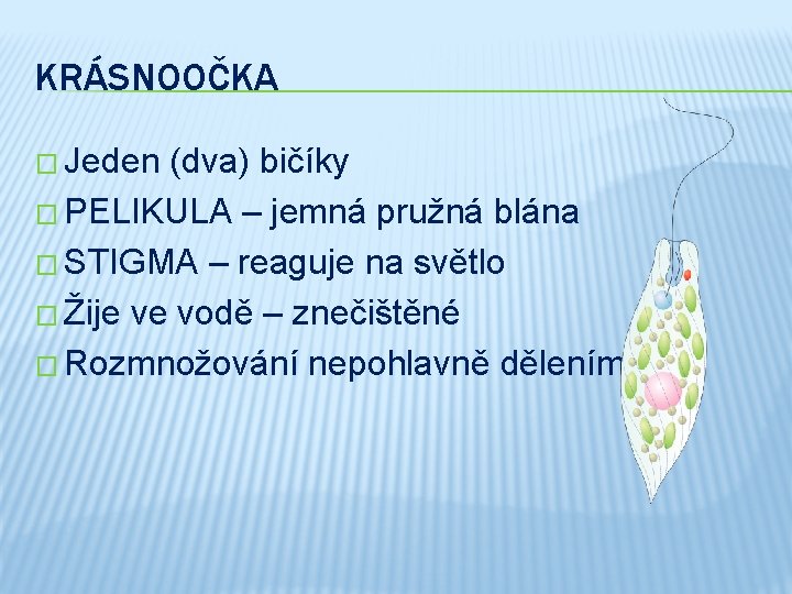 KRÁSNOOČKA � Jeden (dva) bičíky � PELIKULA – jemná pružná blána � STIGMA –