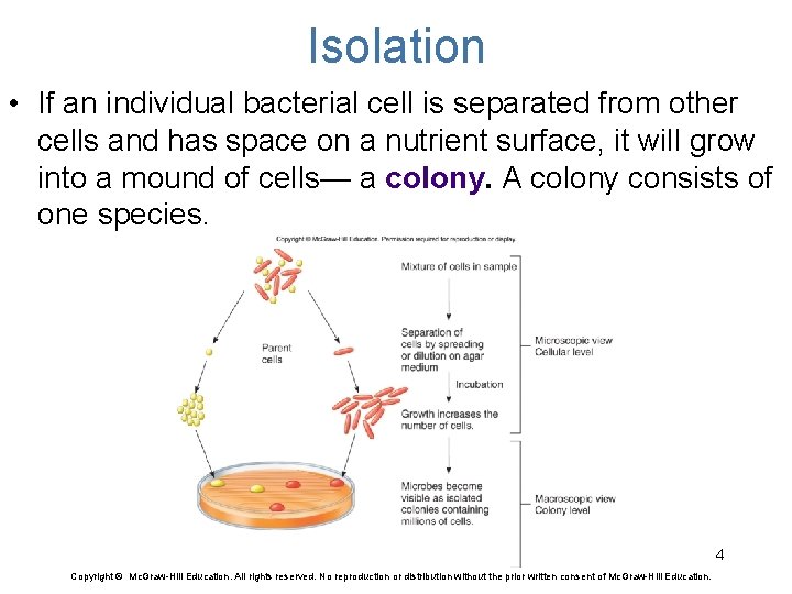 Isolation • If an individual bacterial cell is separated from other cells and has
