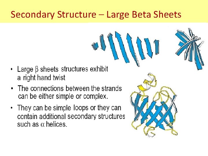 Secondary Structure – Large Beta Sheets Secondary Structure – Large Beta Sheets