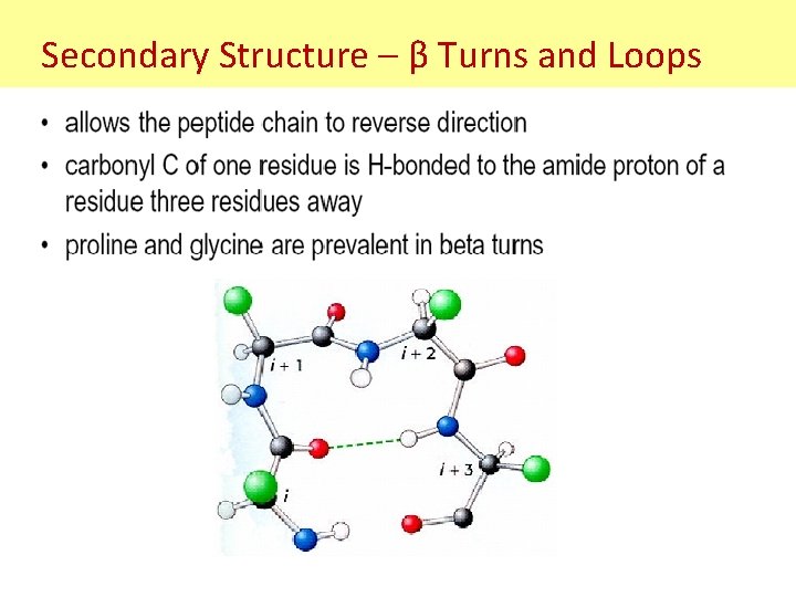 Secondary Structure – β Turns and Loops Secondary Structure – β Turns and Loops