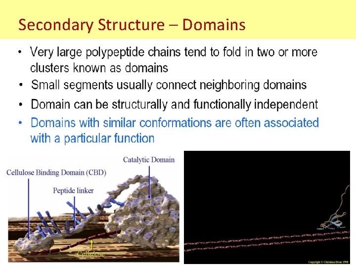 Secondary Structure – Domains Secondary Structure – Domains