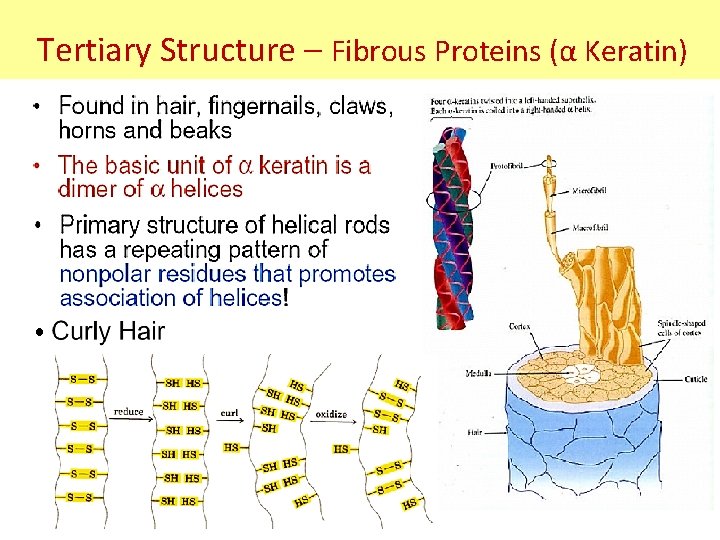 Tertiary Structure – Fibrous Proteins (α Keratin) Tertiary Structure – Fibrous Proteins (α Keratin)
