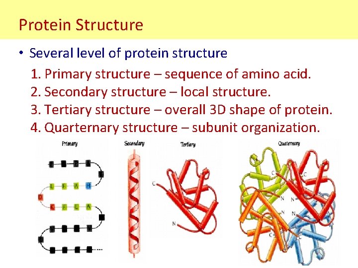 Protein Structure • Several level of protein structure 1. Primary structure – sequence of Protein Structure • Several level of protein structure 1. Primary structure – sequence of