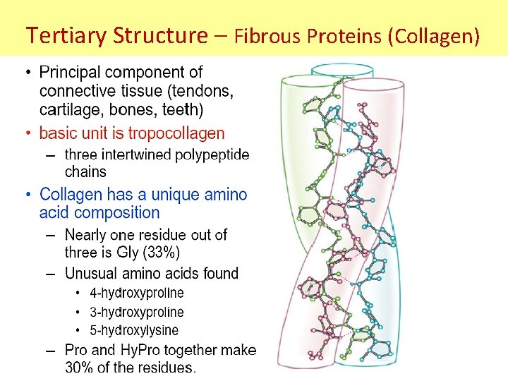 Tertiary Structure – Fibrous Proteins (Collagen) Tertiary Structure – Fibrous Proteins (Collagen)