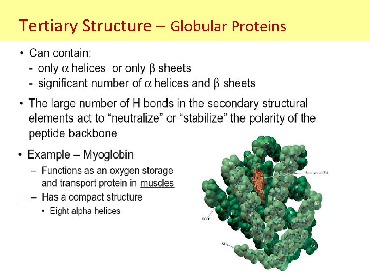 Tertiary Structure – Globular Proteins Tertiary Structure – Globular Proteins