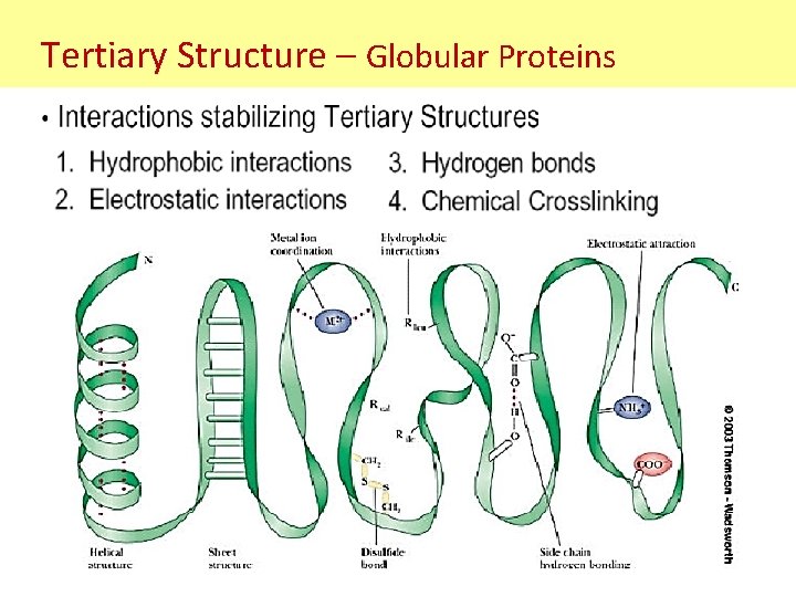 Tertiary Structure – Globular Proteins Tertiary Structure – Globular Proteins