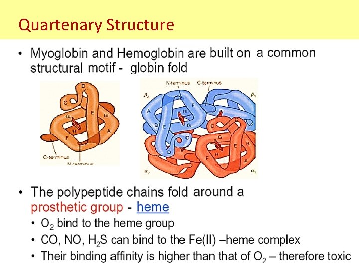 Quartenary Structure Quartenary Structure