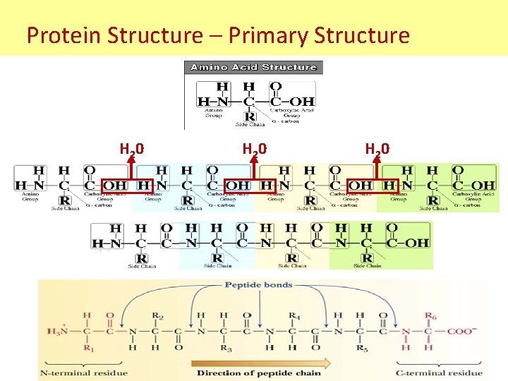 Protein Structure – Primary Structure H 20 Protein Structure – Primary Structure H 20