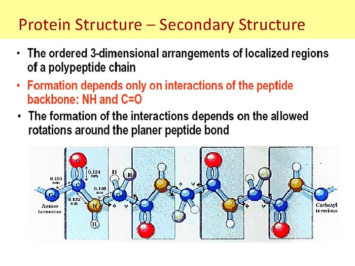 Protein Structure – Secondary Structure Protein Structure – Secondary Structure