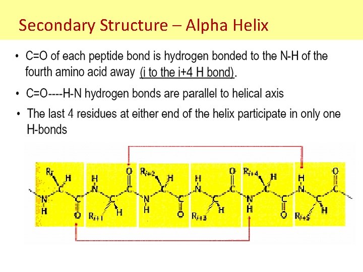 Secondary Structure – Alpha Helix Secondary Structure – Alpha Helix