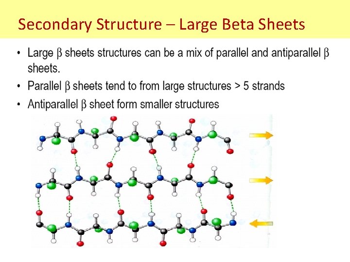 Secondary Structure – Large Beta Sheets Secondary Structure – Large Beta Sheets