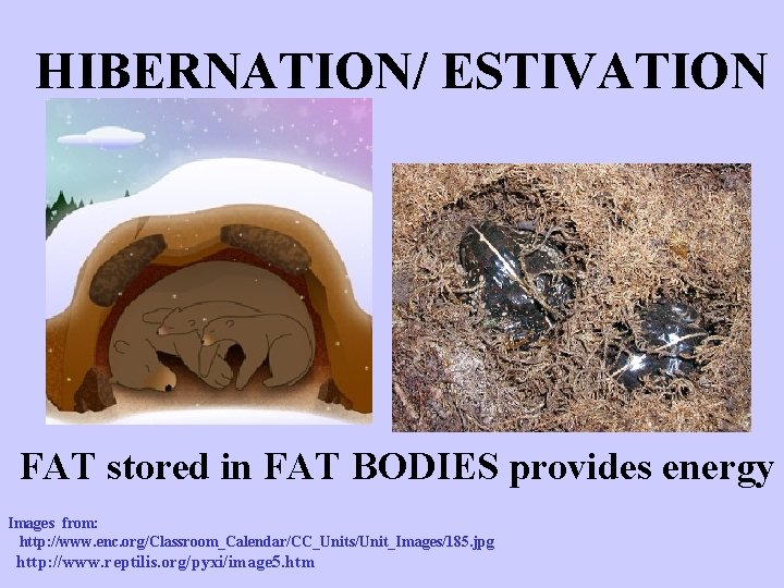 HIBERNATION/ ESTIVATION FAT stored in FAT BODIES provides energy Images from: http: //www. enc.