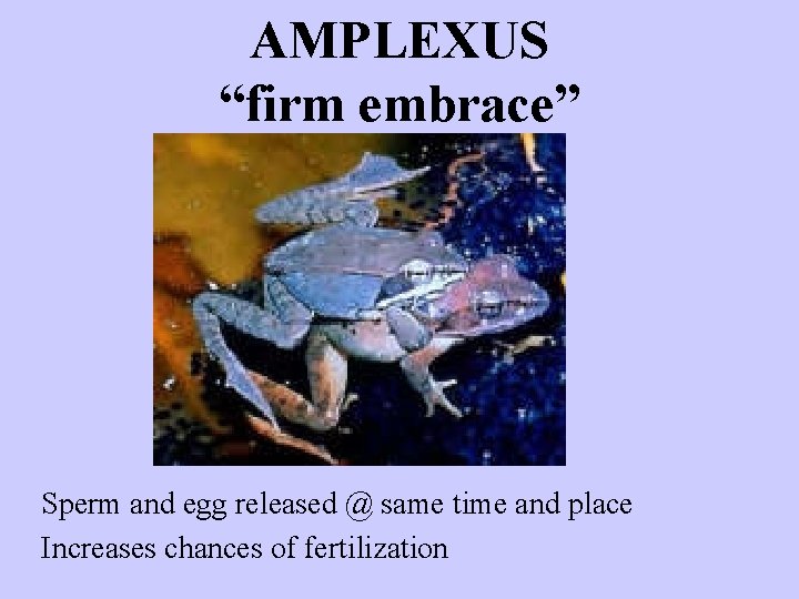 AMPLEXUS “firm embrace” Sperm and egg released @ same time and place Increases chances