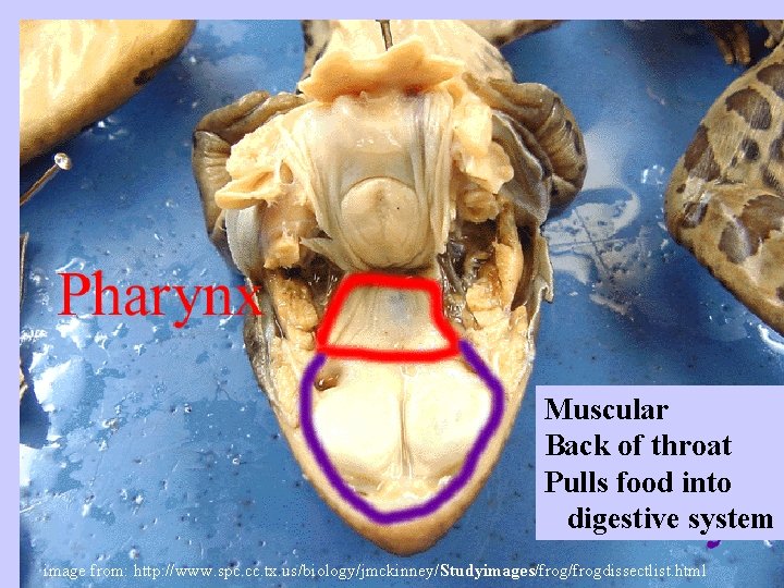 Muscular Back of throat Pulls food into digestive system image from: http: //www. spc.