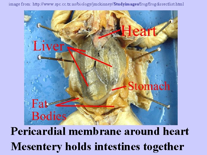 image from: http: //www. spc. cc. tx. us/biology/jmckinney/Studyimages/frogdissectlist. html Pericardial membrane around heart Mesentery