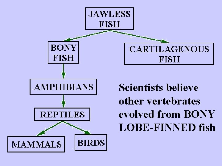 Scientists believe other vertebrates evolved from BONY LOBE-FINNED fish 