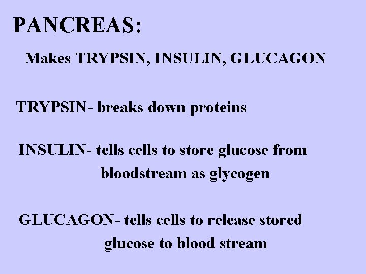 PANCREAS: Makes TRYPSIN, INSULIN, GLUCAGON TRYPSIN- breaks down proteins INSULIN- tells cells to store