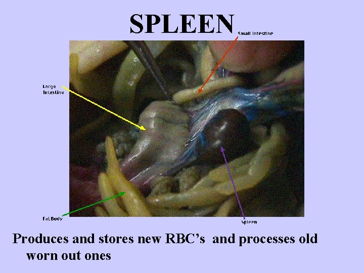 SPLEEN Produces and stores new RBC’s and processes old worn out ones 