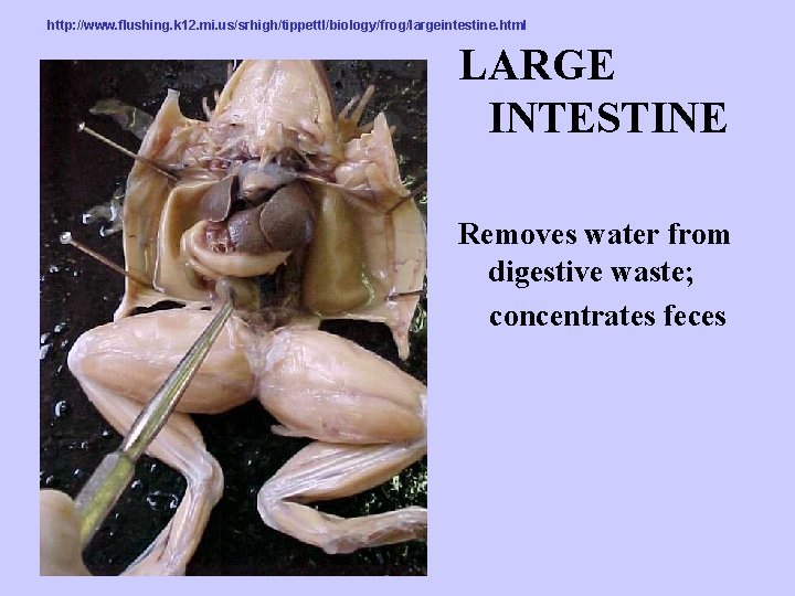 http: //www. flushing. k 12. mi. us/srhigh/tippettl/biology/frog/largeintestine. html LARGE INTESTINE Removes water from digestive