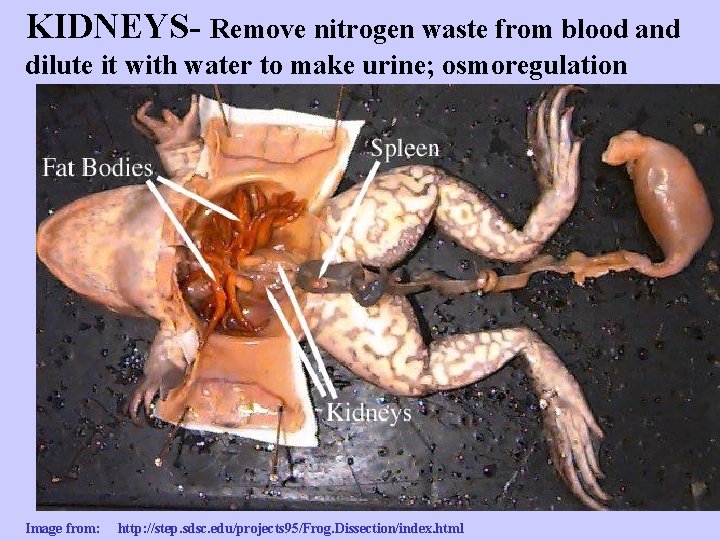 KIDNEYS- Remove nitrogen waste from blood and dilute it with water to make urine;