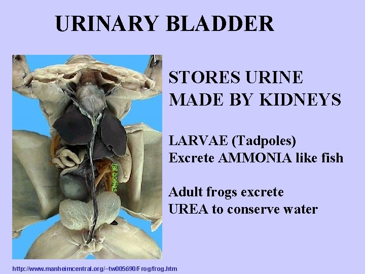 URINARY BLADDER STORES URINE MADE BY KIDNEYS LARVAE (Tadpoles) Excrete AMMONIA like fish Adult