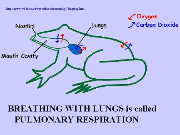 http: //www. tvdsb. on. ca/westmin/science/snc 2 g 1/frogresp. htm BREATHING WITH LUNGS is called
