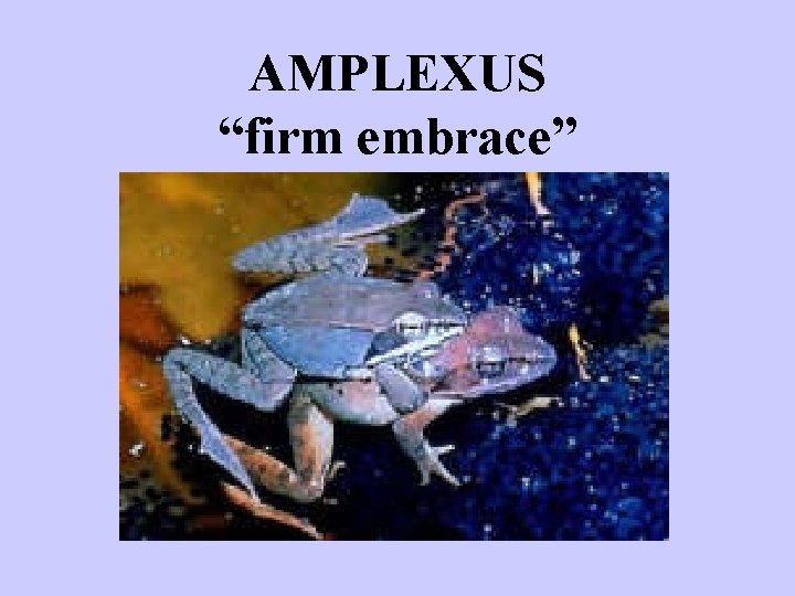 AMPLEXUS “firm embrace” 