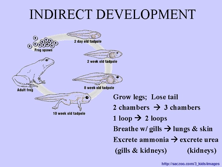 INDIRECT DEVELOPMENT Grow legs; Lose tail 2 chambers 3 chambers 1 loop 2 loops