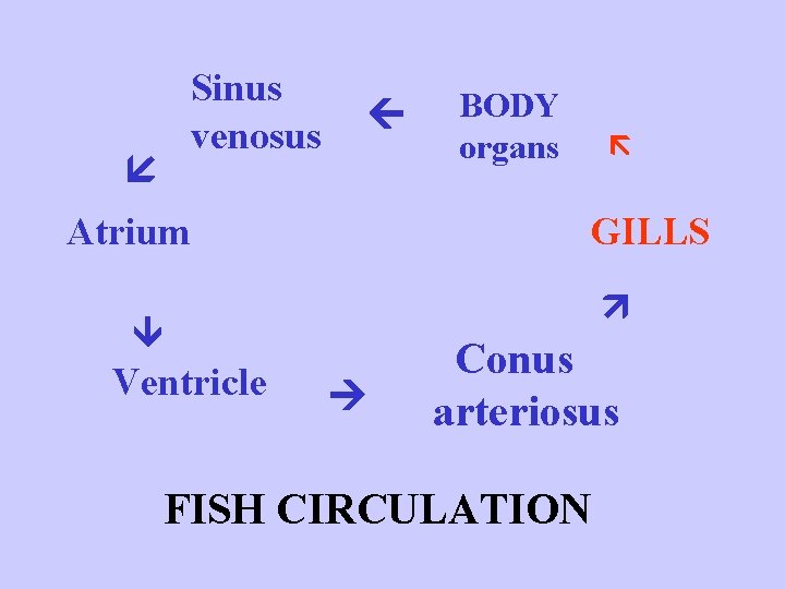 Sinus venosus Atrium BODY organs GILLS Ventricle Conus arteriosus FISH CIRCULATION 