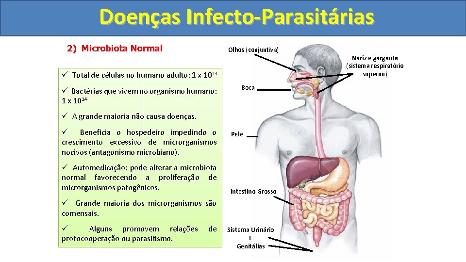 Doenças Infecto-Parasitárias 2) Microbiota Normal Olhos (conjuntiva) ü Total de células no humano adulto: