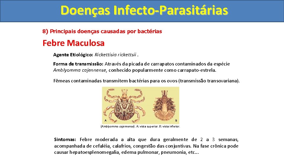 Doenças Infecto-Parasitárias 8) Principais doenças causadas por bactérias Febre Maculosa Agente Etiológico: Rickettisia rickettsii.