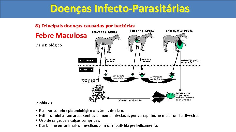 Doenças Infecto-Parasitárias 8) Principais doenças causadas por bactérias Febre Maculosa Ciclo Biológico Profilaxia §