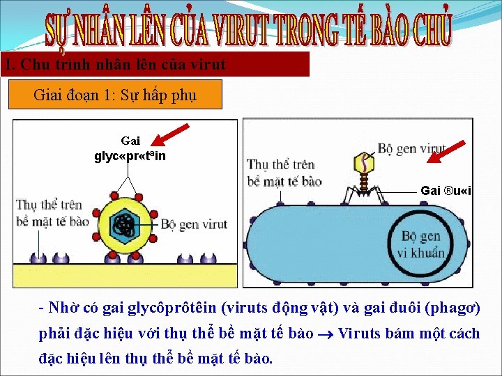 I. Chu trình nhân lên của virut Giai đoạn 1: Sự hấp phụ Gai