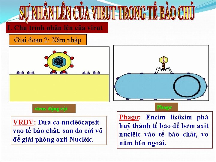 I. Chu trình nhân lên của virut Giai đoạn 2: Xâm nhập virus động