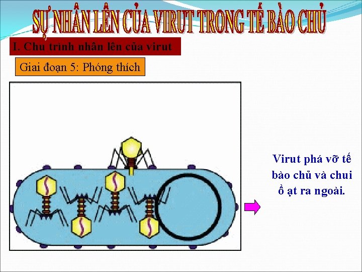 I. Chu trình nhân lên của virut Giai đoạn 5: Phóng thích Virut phá