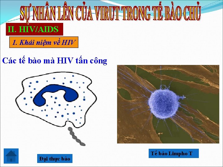 II. HIV/AIDS 1. Khái niệm về HIV Các tế bào mà HIV tấn công