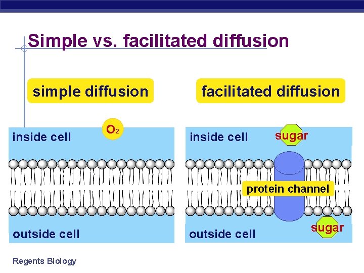 Simple vs. facilitated diffusion simple diffusion inside cell O 2 facilitated diffusion inside cell