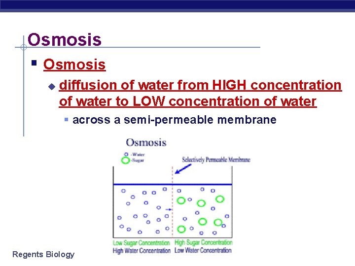 Osmosis § Osmosis u diffusion of water from HIGH concentration of water to LOW