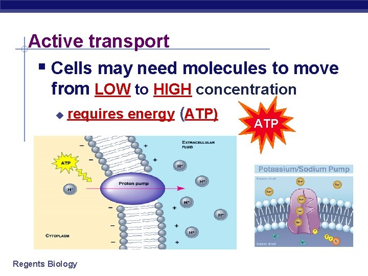 Active transport § Cells may need molecules to move from LOW to HIGH concentration